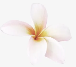 高清白色五朵花瓣免抠