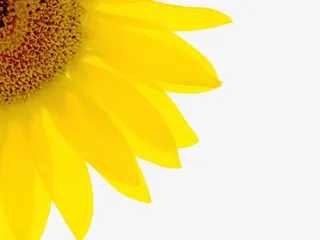 向日葵免抠