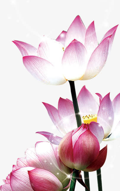 荷花免抠