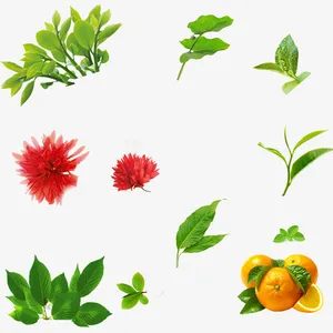 花，花圈，植物，绿色，橘子免抠