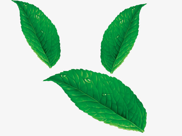 树叶免抠