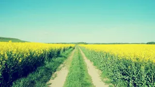 油菜花的乡村小道唯美素材免抠