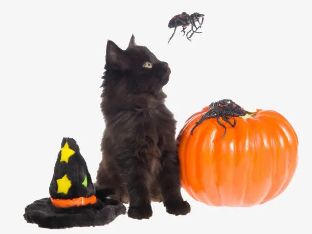 万圣节的黑猫免抠