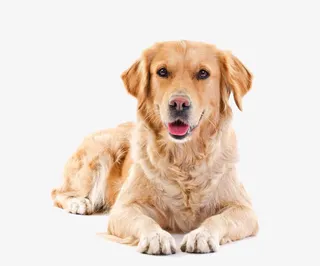 宠物狗金毛免抠