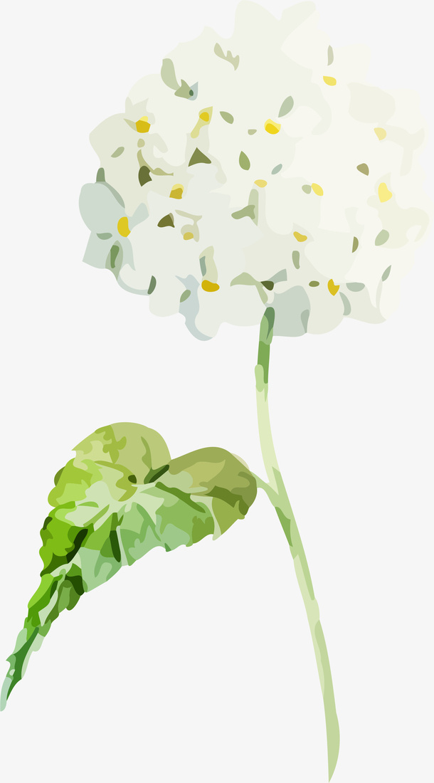 手绘白色绣球花免抠图免抠