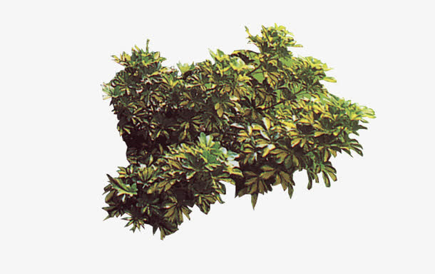 花草丛林免抠