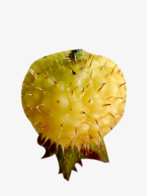 黄色刺梨图片素材免抠