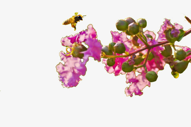 紫薇花飘香免抠