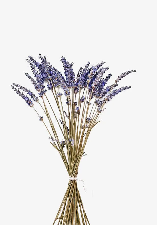 紫色薰衣草干花装饰图案免抠