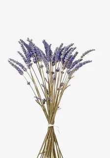 紫色薰衣草干花装饰图案免抠 紫色薰衣草干花装饰图案免抠