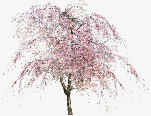 粉色的樱花树免抠