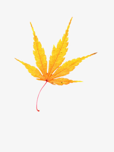 黄色枫叶免抠