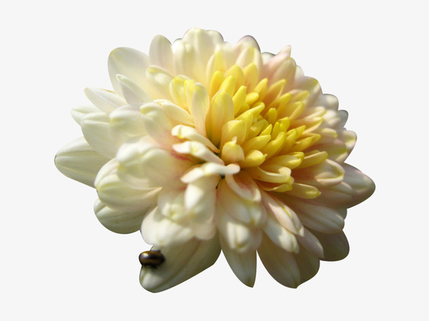 瓢虫和杭白菊免抠