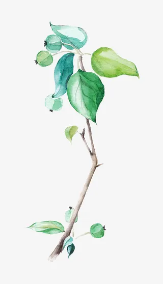 水彩手绘插图嫩绿树枝叶免抠