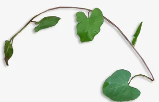 绿叶蔓藤绿藤免抠