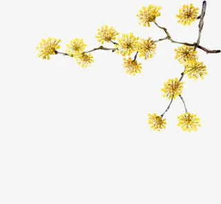 黄色手绘小花树枝免抠