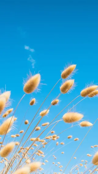 蓝天芦苇H5 背景高清