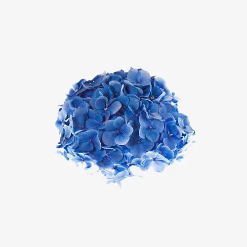 绣球花朵免抠