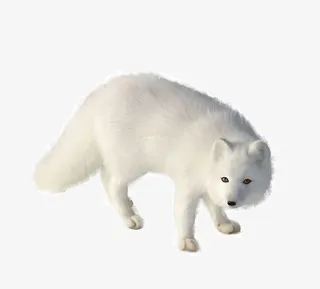 白色的狐狸免抠