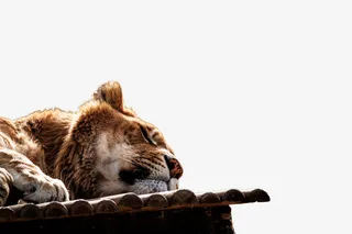 小老虎动物睡觉的老虎免抠