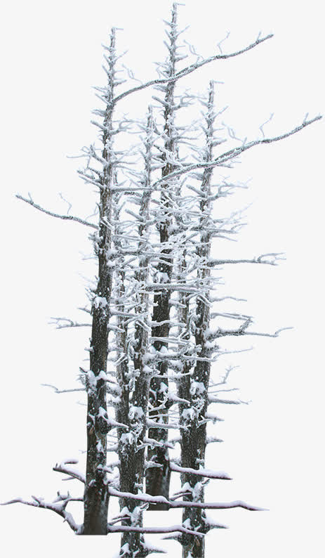 冬季树枝雪花风景免抠