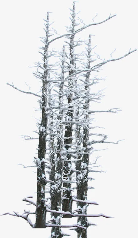 冬季树枝雪花风景免抠
