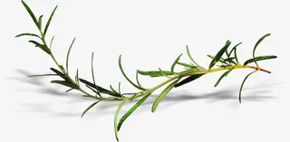 绿色花枝png素材免抠