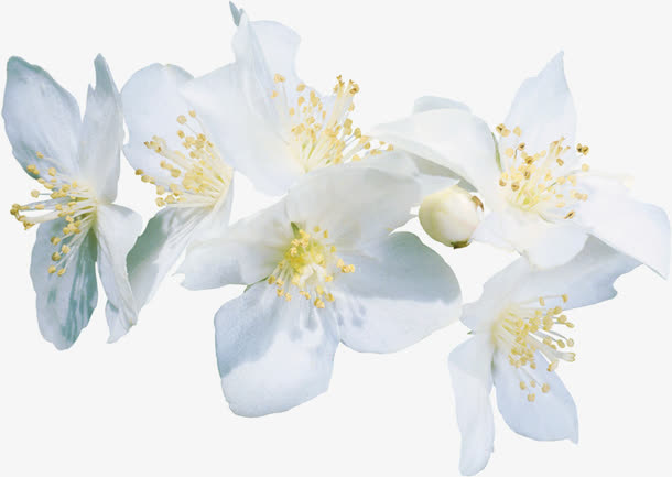 白色花朵免抠