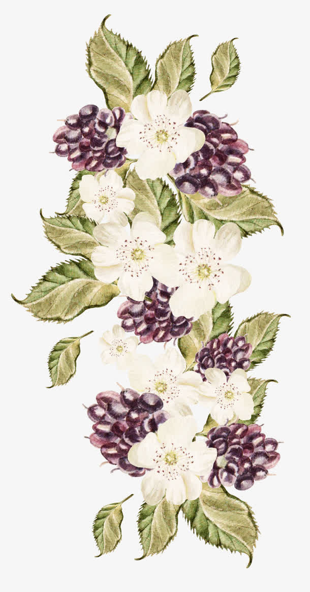 白色桑葚开花免抠