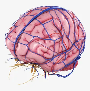人脑脉络3D立体插画免抠 人脑脉络3D立体插画免抠