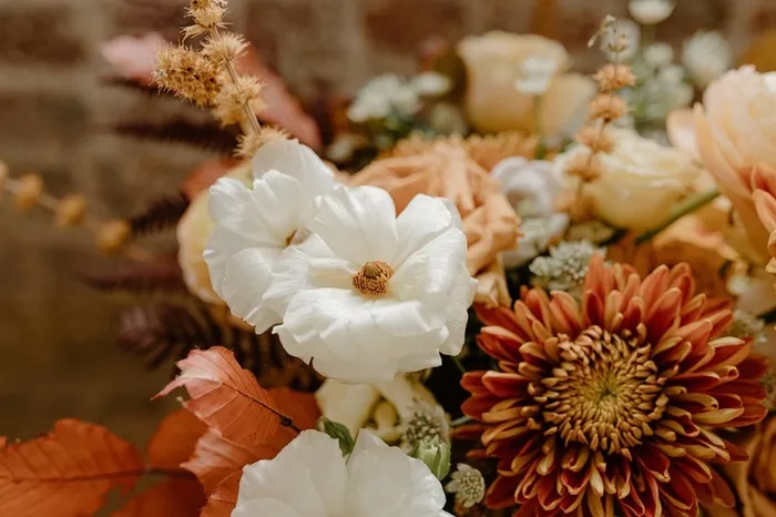 黄花  菊花 黄昏高清