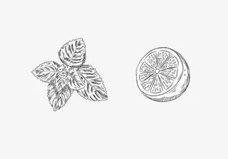 简笔画薄荷叶免抠