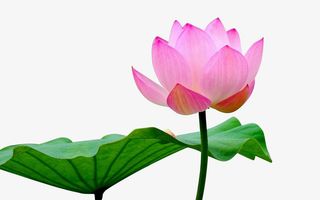 立夏清晨池塘边盛开的荷花免抠