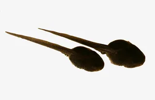 两只小蝌蚪免抠