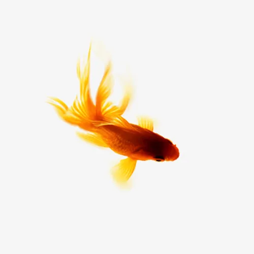 红色金鱼免抠