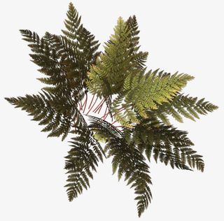 花卉图片素材花草素材免抠