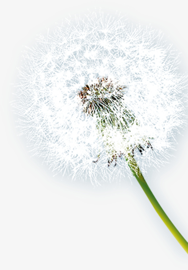 蒲公英 白色 春天 花免抠