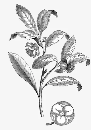 手绘茶叶枝叶免抠