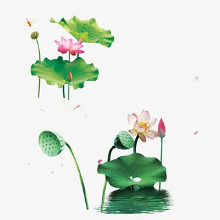 荷花池中的荷花荷叶免抠