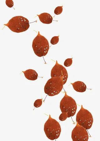 飞散的枯叶免抠