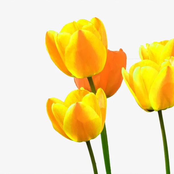 春天花朵郁金香金色免抠