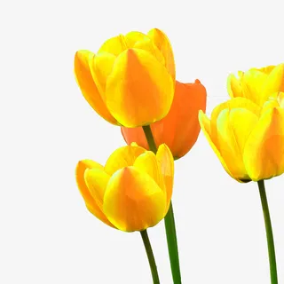 春天花朵郁金香金色免抠