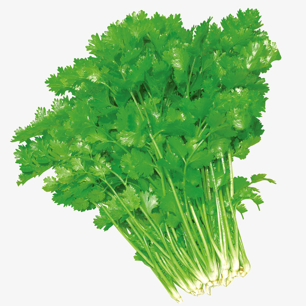 新鲜香菜免抠