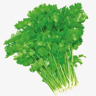新鲜香菜免抠