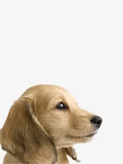 温柔的金毛免抠