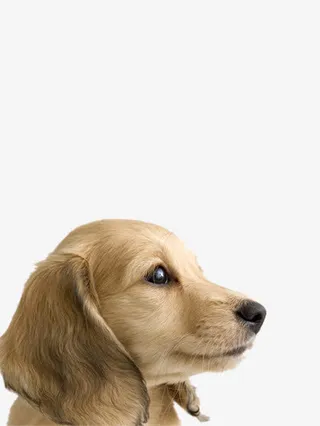 温柔的金毛免抠