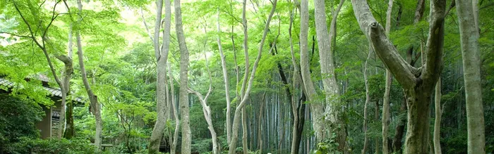清爽绿色背景高清