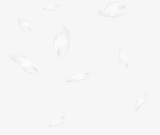 飘落的白色羽毛背景