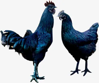 乌鸡高清免扣素材免抠