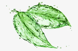 创意绿叶png图片免抠